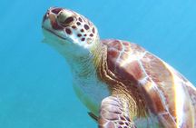 Coral Reef and Turtle Discovery Kayak and Snorkel Tour 