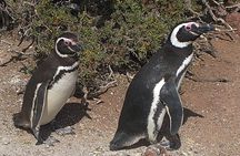 Puerto Madryn Shore Excursion: Private Day Trip to Punta Tombo Penguin Colony