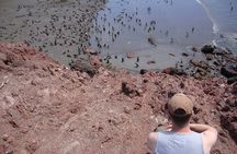 Puerto Madryn Shore Excursion: Private Day Trip to Punta Tombo Penguin Colony