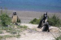 Puerto Madryn Shore Excursion: Private Day Trip to Punta Tombo Penguin Colony