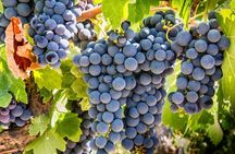 Paso Robles Scavenger Hunt Adventure