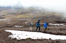 Private Tour to Cotopaxi National Park + Rose Plantation