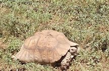 4 Days Safaris to Meru N/P and Samburu N/R.