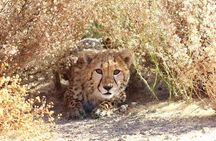 Cheetah encounter and Cape Wine lands Tour.