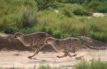 Cheetah encounter and Cape Wine lands Tour.