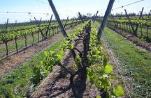 Montevideo Wine Tour with Tasting and Lunch