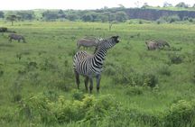 Day Tour Nairobi to the Lake Nakuru National Park