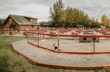 Summer Kennel Visit at Historic Trail Breaker Kennel