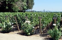 Viu Manent and Montes Winery, Colchagua Valley from semi-private
