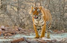 Day Trip to Ranthambore Tiger Safari from Jaipur