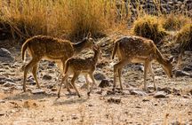 Day Trip to Ranthambore Tiger Safari from Jaipur