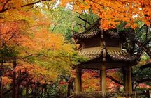 Half-Day Hangzhou Tianzhu Buddhist Mountain Hiking Tour with Green Tea Village 