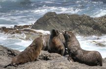  Seal Island, World of Birds and Cape City Center Tour.