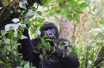 3-Day Gorilla Trekking safari in Bwindi Impenetrable Forest