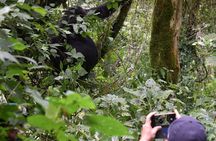 3-Day Gorilla Trekking safari in Bwindi Impenetrable Forest