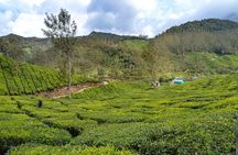 Full-Day Private Tour to Munnar from Kochi with Lunch
