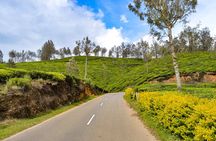 Full-Day Private Tour to Munnar from Kochi with Lunch