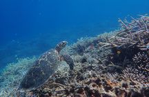Iriomote Island 1-Day Snorkeling & Mangrove SUP or Canoe