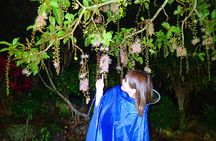 Night Tour in Iriomote: Watch the One-Night Flower “Sagari-bana”