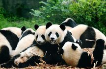 Private Chengdu Highlights Day Trip: Panda Base and City from Xi'an by Train