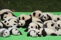 Private Chengdu Highlights Day Trip: Panda Base and City from Xi'an by Train