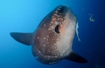 Bali Scuba Diving at Nusa Penida Manta Point For Certified Diver