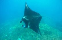 Bali Scuba Diving at Nusa Penida Manta Point For Certified Diver