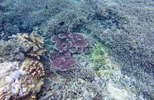 Bali Scuba Diving at Nusa Penida Manta Point For Certified Diver