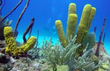 Scuba Diving at Catalina Island - 2 tank - for Certified Divers