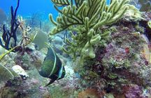 Scuba Diving at Catalina Island - 2 tank - for Certified Divers