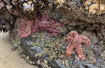 Oregon Coastal Tour to Cannon Beach and Haystack Rock