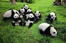 Chengdu Private Day Tour to Panda Base with Optional Volunteer