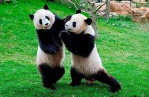 Chengdu Private Day Tour to Panda Base with Optional Volunteer