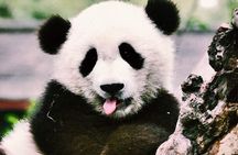 Chengdu Private Day Tour to Panda Base with Optional Volunteer