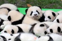 Chengdu Private Day Tour to Panda Base with Optional Volunteer
