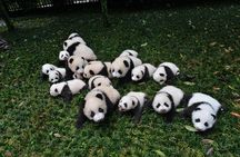 Private Chengdu Highlights Day Trip: Panda Base and City from Xi'an by Train