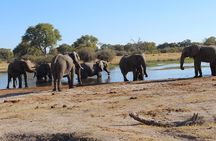 1-Day Okavango Delta Boat Safari from Maun