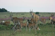 Rietvlei Nature Reserve Half-Day Tour from Johannesburg