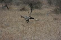 Rietvlei Nature Reserve half-day tour from Pretoria, every TUESDAY