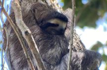 The Panama City: Hike & Sights Private Tour