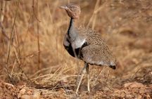 2 Day Selous wildlife view + Boat + Bushman walking safaris
