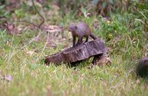 2 Day Selous wildlife view + Boat + Bushman walking safaris