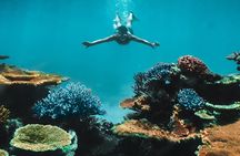 Great Barrier Reef Cruise from Townsville or Magnetic Island