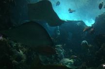 Private Family Day Tour in Guangzhou to Grandview Aquarium and Guangzhou Zoo