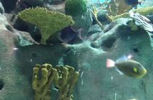 Private Family Day Tour in Guangzhou to Grandview Aquarium and Guangzhou Zoo