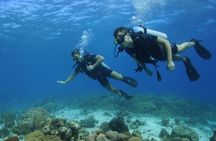 Guided Shore Dive for Certified Divers with Scubaçao (1 tank)