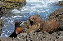 Snorkeling with Seals and Cape Peninsula Full-Day Private Tour
