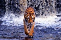 5 Day Golden Triangle with Ranthambore (Taj Mahal Sunset/Sunrise)