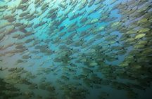 Half-Day Snorkeling Experience in Tamarindo