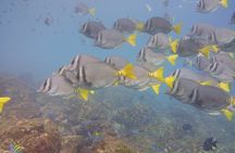Half-Day Snorkeling Experience in Tamarindo